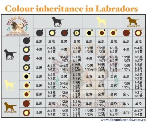 拉布拉多幼犬怎么辨别:怎么才算得上拉布拉多品相好的幼犬？