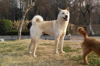 犬类智商排名 图片:智商高的狗狗都有哪些表现？