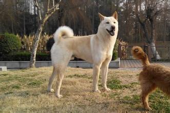 博美犬智商全世界排第几，中华田园犬的智商如何可以排到第几