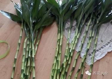富贵竹的种植方法及注意事项:富贵竹总是被养死怎么办？
