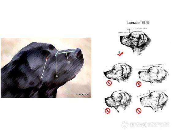 拉布拉多幼犬怎么辨别:怎么才算得上拉布拉多品相好的幼犬？