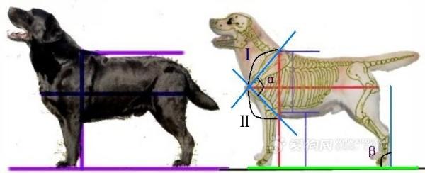 怎么选择拉布拉多幼犬:4个月拉布拉多前腿短的正常吗？