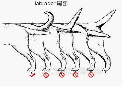 怎么选择拉布拉多幼犬:4个月拉布拉多前腿短的正常吗？