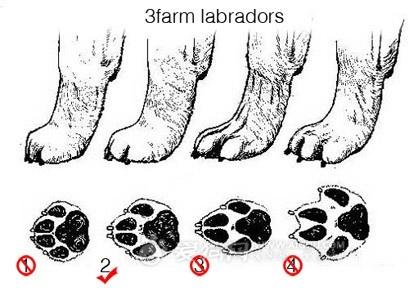 怎么选择拉布拉多幼犬:4个月拉布拉多前腿短的正常吗？