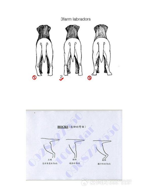 怎么选择拉布拉多幼犬:4个月拉布拉多前腿短的正常吗？