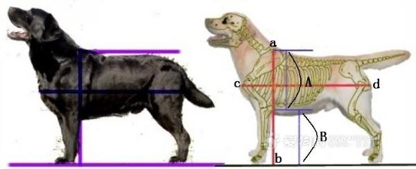 拉布拉多幼犬怎么辨别:怎么才算得上拉布拉多品相好的幼犬？