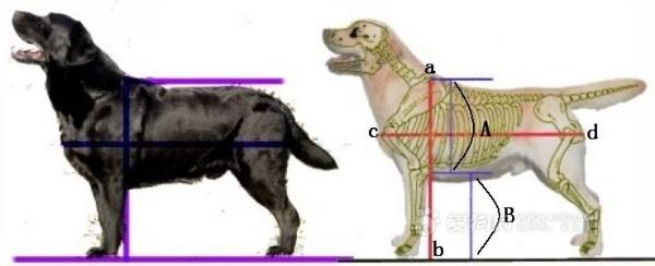 怎么选择拉布拉多幼犬:4个月拉布拉多前腿短的正常吗？