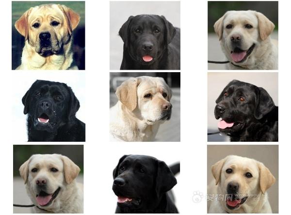 拉布拉多幼犬怎么辨别:怎么才算得上拉布拉多品相好的幼犬？
