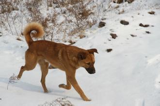 犬类智商排名 图片:智商高的狗狗都有哪些表现？