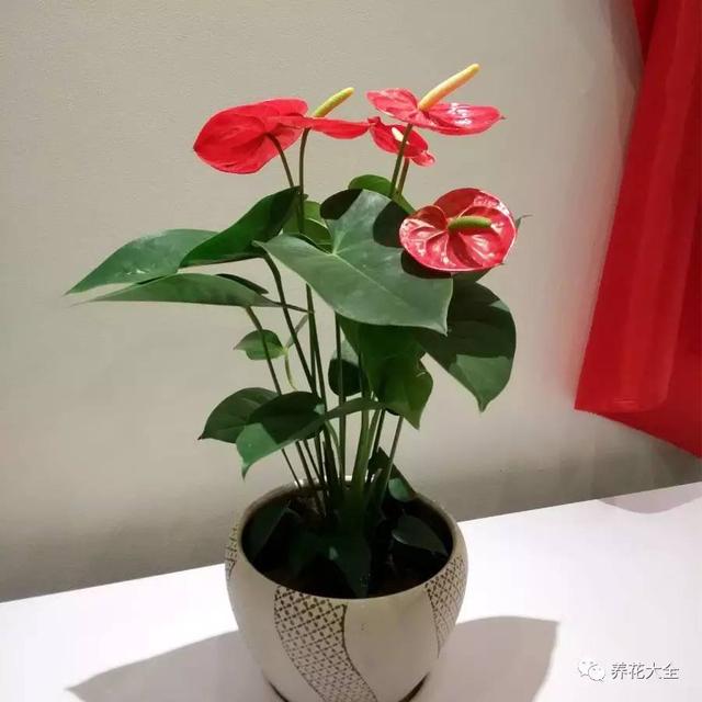中国观赏鱼论坛惠农网:家里的发财树、长寿花总是长不大，怎么回事？