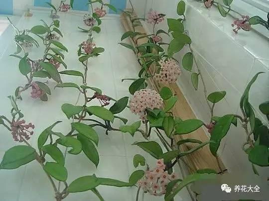 中国观赏鱼论坛惠农网:家里的发财树、长寿花总是长不大，怎么回事？