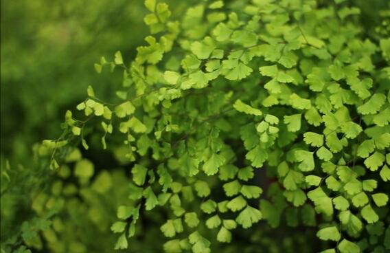 西瓜皮椒草:有哪些不怕潮湿高温，适合在浴室中生长的植物？