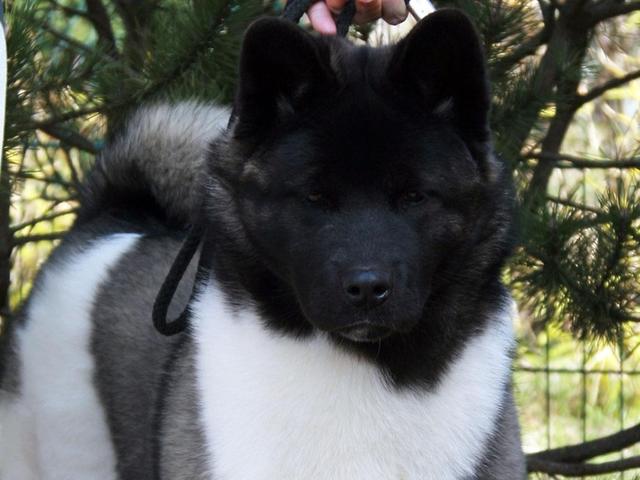 天津狗民网秋田:秋田犬不只有赤色，你还知道其他颜色吗？