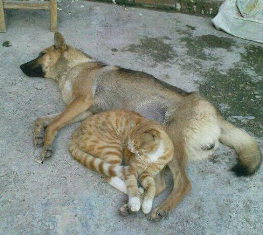 埃及猫的遗传:猫的祖先是谁呀？为什么？