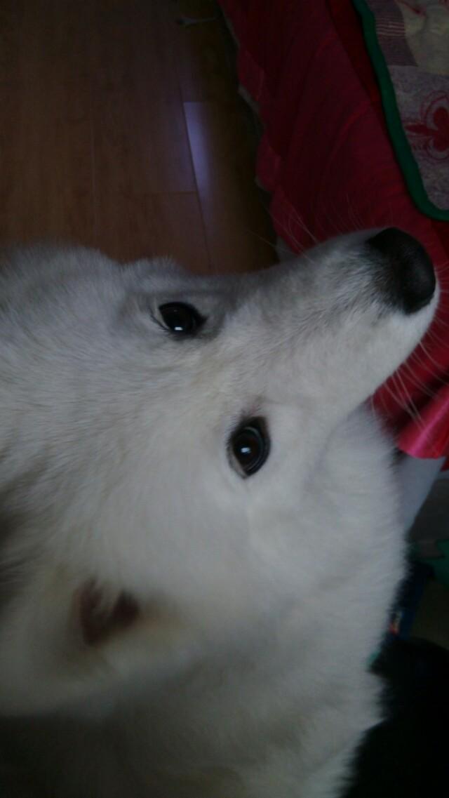 北京犬图片壁纸:有多少喜欢养狗的朋友们，发图片瞧瞧呗？