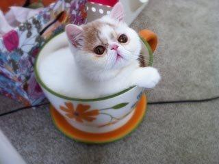 小型宠物有哪些:最大和最小的宠物猫分别是什么？