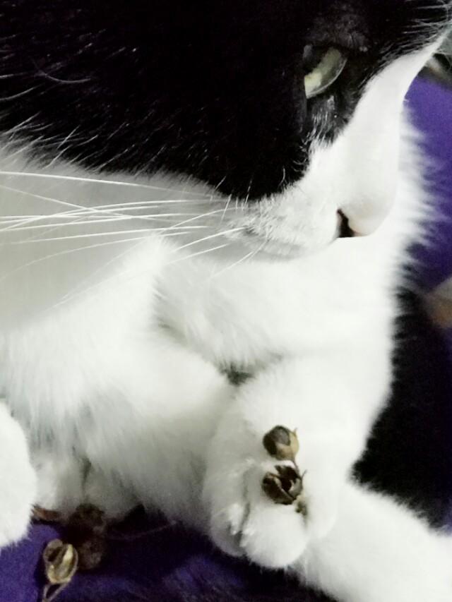 哪个品种的猫在颜值和好养程度上都比较高呢？