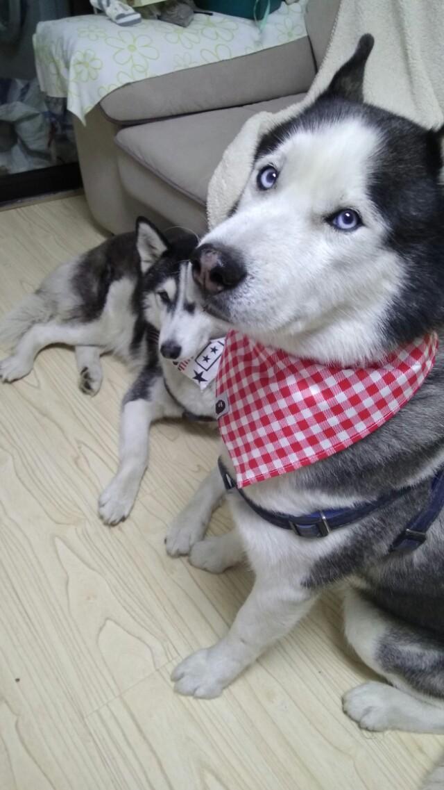爱斯基摩犬 价格:养宠物的月花费是多少呢？有没有推荐的犬种？
