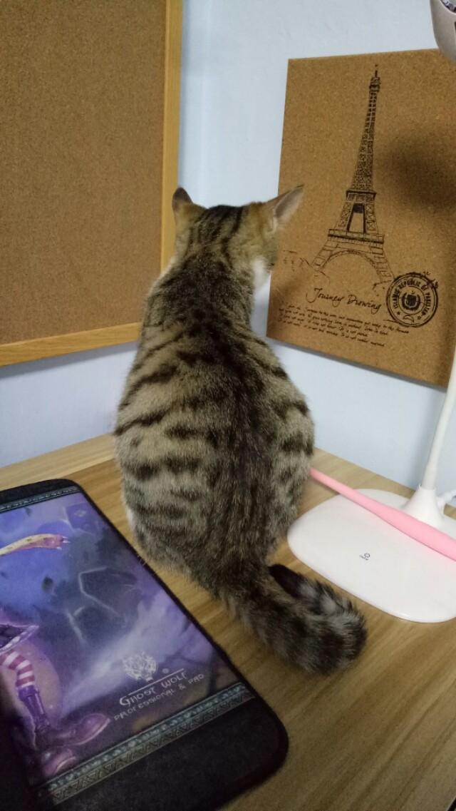 野猫和家猫的寿命:为什么流浪猫的寿命特别短？