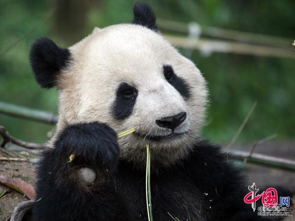 野生大熊猫误入水电站:熊猫吃竹子为什么不会被扎得满口是血？