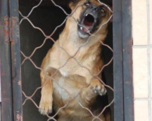 狗狂犬病潜伏期最长多久:狗狂犬病潜伏期最长多久发作 狂犬病毒潜伏期真的会有几十年吗？