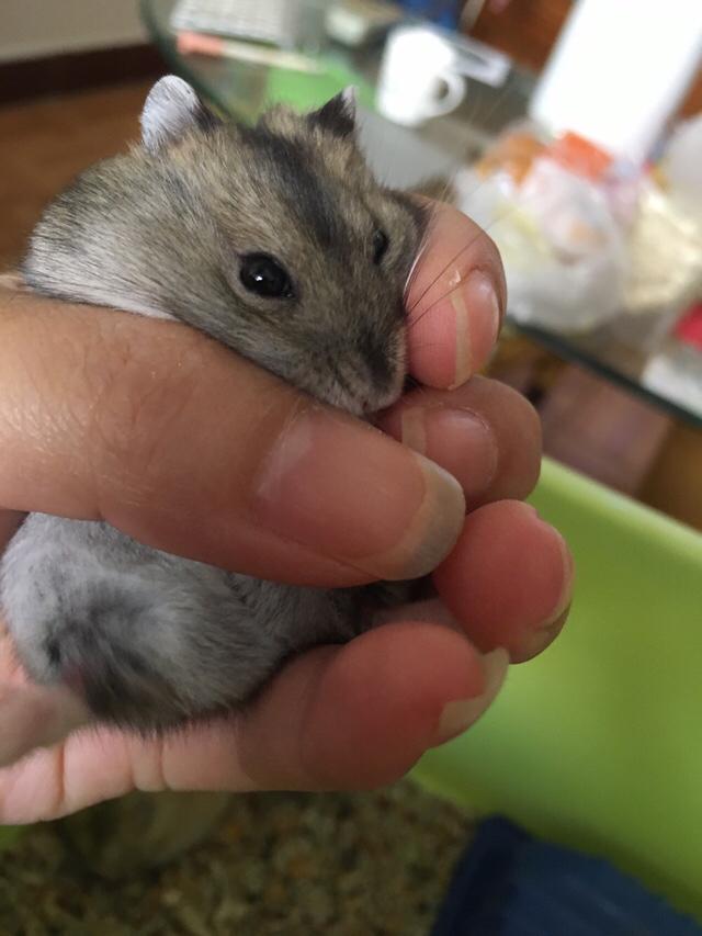 仓鼠和虎皮鹦鹉都好好养的话哪个更有乐趣