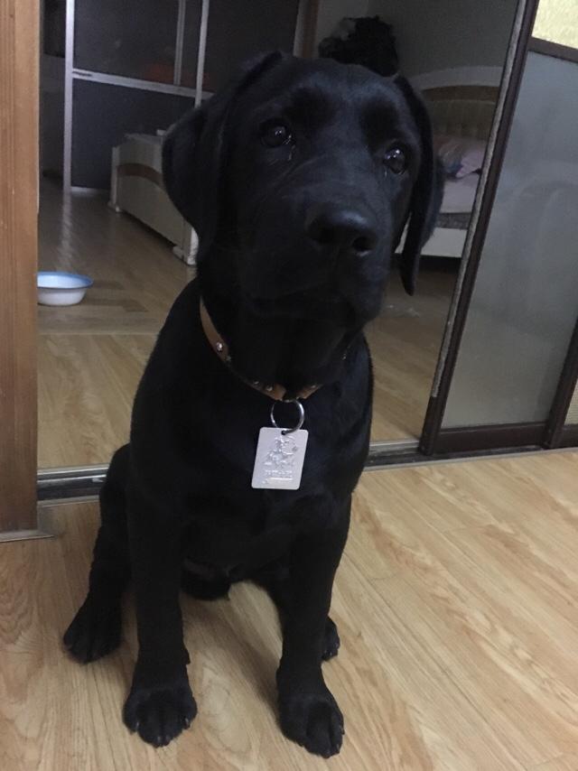 拉布拉多犬多钱:一只拉布拉多多少钱，一个月需要多少钱样养狗？