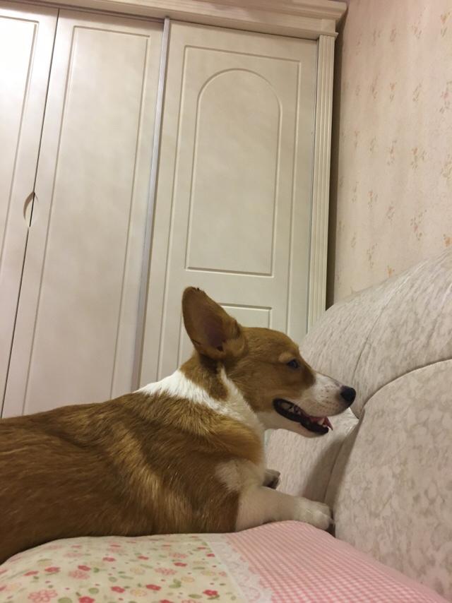 路上遇到狗张嘴扑过来,应当如何自卫?