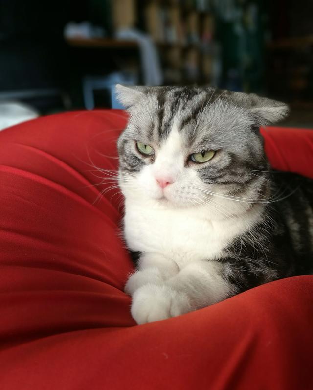 宠物地带被家猫咬了:你有被你养的宠物咬的经历吗？