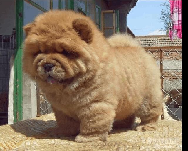 昆明英国斗牛犬价格:各种宠物的价钱都是怎样的？ 昆明英国斗牛犬价格
