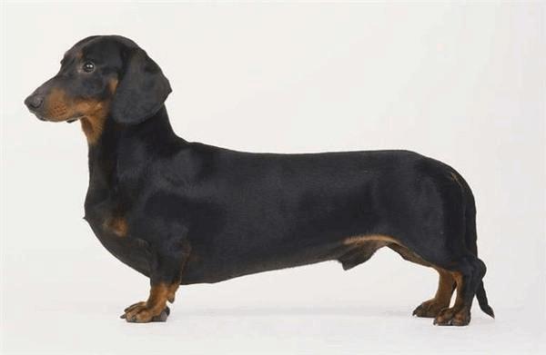 昆明英国斗牛犬价格:各种宠物的价钱都是怎样的？ 昆明英国斗牛犬价格