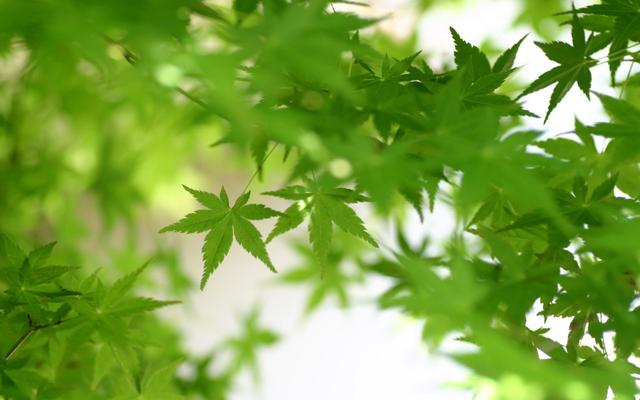 达芬奇预言:如果世界末日来临，地球上至少需要存活多少人口才不至于文明灭亡