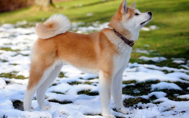 日本秋田犬图片:秋田犬不只有赤色，你还知道其他颜色吗？