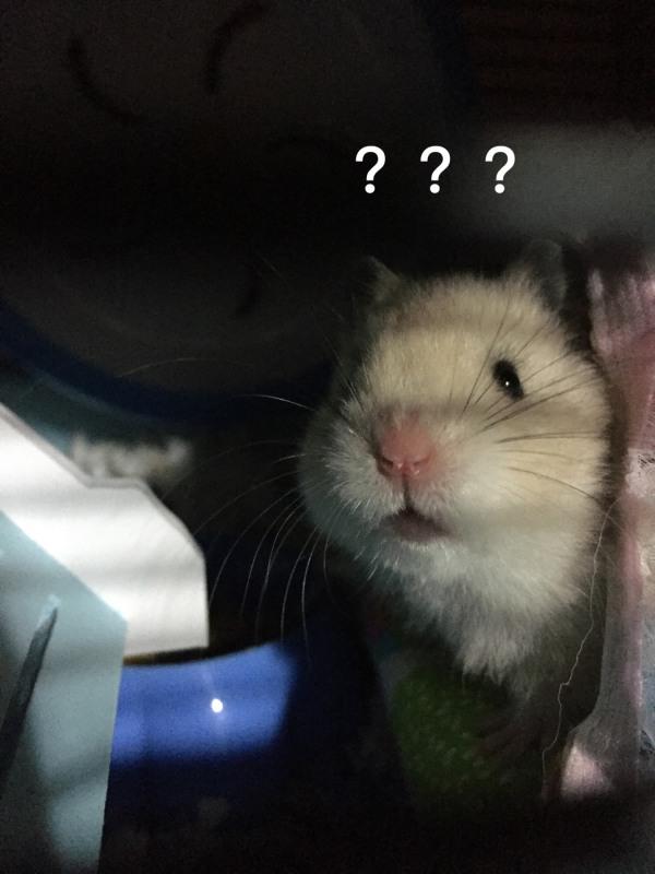 男模布丁鼠:养一只很乖的仓鼠是什么体验？