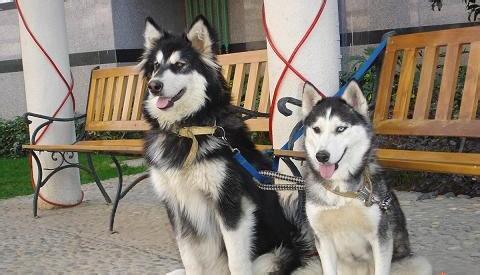 阿拉斯加耐力如何，养阿拉斯加雪橇犬是种怎样的体验