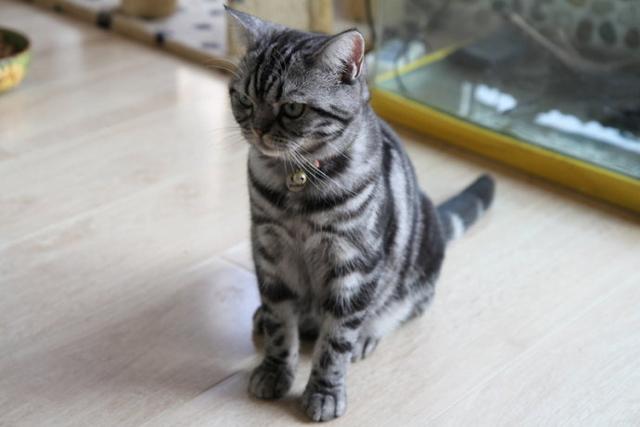 埃及猫的遗传:猫的祖先是谁呀？为什么？
