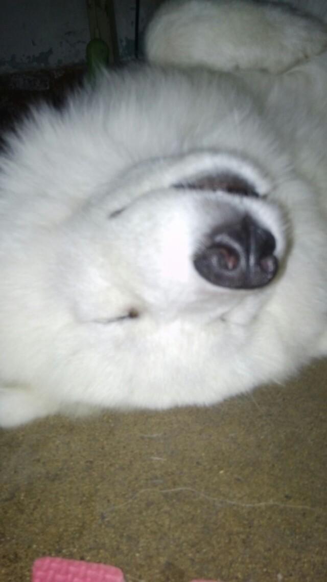 北京犬图片壁纸:有多少喜欢养狗的朋友们，发图片瞧瞧呗？