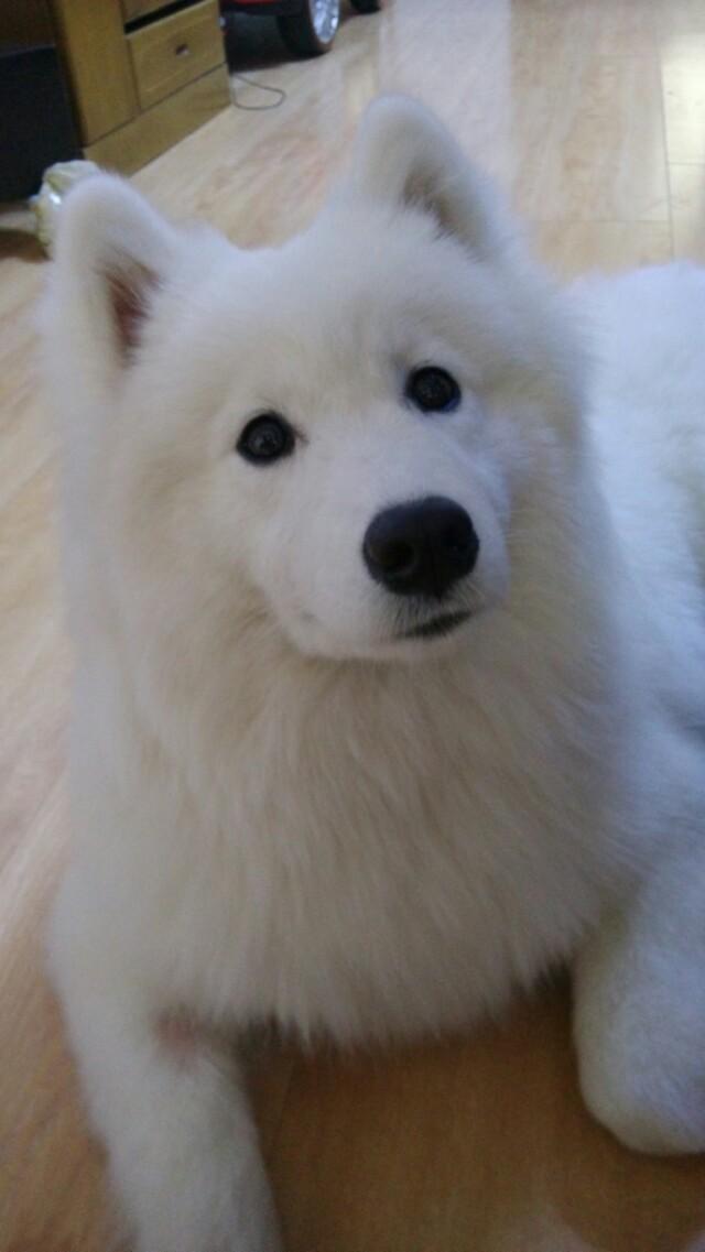 北京犬图片壁纸:有多少喜欢养狗的朋友们，发图片瞧瞧呗？