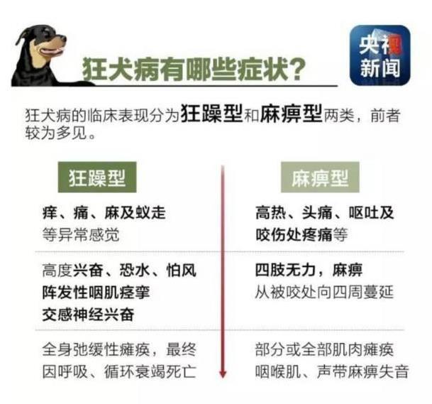 湛江疯狗病视频:被正在发病的疯狗咬伤，不做任何处理，被咬者发病的概率是多少？