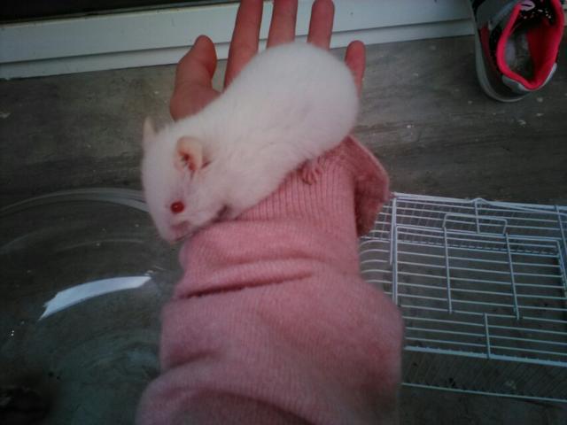 仓鼠和虎皮鹦鹉都好好养的话哪个更有乐趣