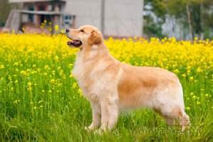 芬兰猎犬的喂食要点:博伊金猎犬怎么养该犬的饲养注意事项？