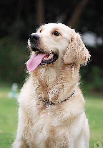 芬兰猎犬的喂食要点:博伊金猎犬怎么养该犬的饲养注意事项？