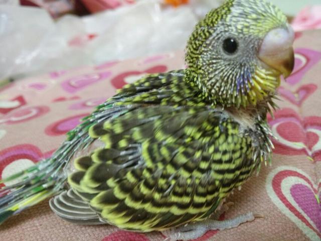 仓鼠和虎皮鹦鹉都好好养的话哪个更有乐趣