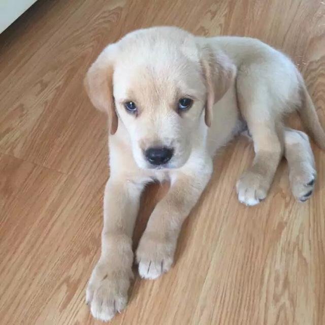 拉布拉多犬多钱:一只拉布拉多多少钱，一个月需要多少钱样养狗？
