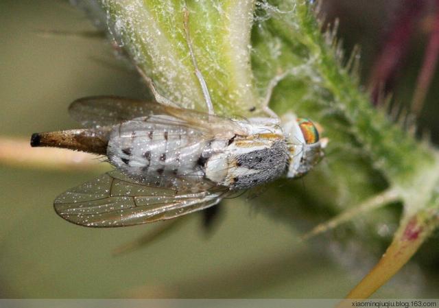 头条问答 - 世界上有白苍蝇吗?(1个回答)