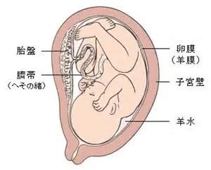 羊水这个名字的来源是什么，孕妇生产前为何都会说“破羊水”羊水是什么