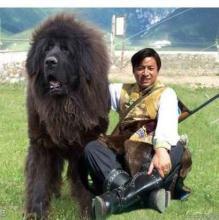 雪山藏獒的品性:藏獒跟比特犬谁更厉害点？