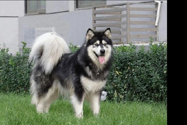 昆明英国斗牛犬价格:各种宠物的价钱都是怎样的？ 昆明英国斗牛犬价格