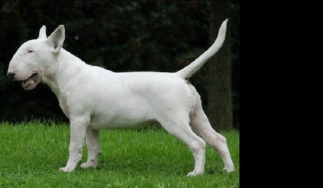 昆明英国斗牛犬价格:各种宠物的价钱都是怎样的？ 昆明英国斗牛犬价格