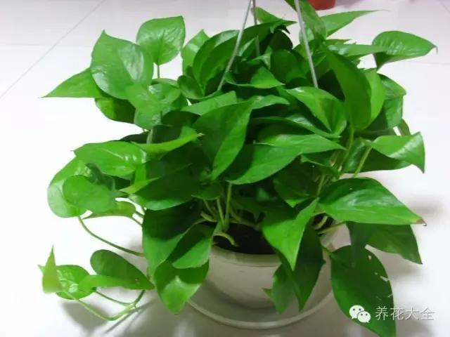 最旺财的微信名:你听过狗狗的哪些“贱名”呢